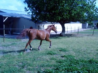 trotteur francais Roi