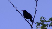 KOLTRAST  Common Blackbird  (Turdus merula)  Klipp - 678  S - 48