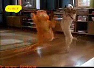 Dog And Cat Dancing on Song