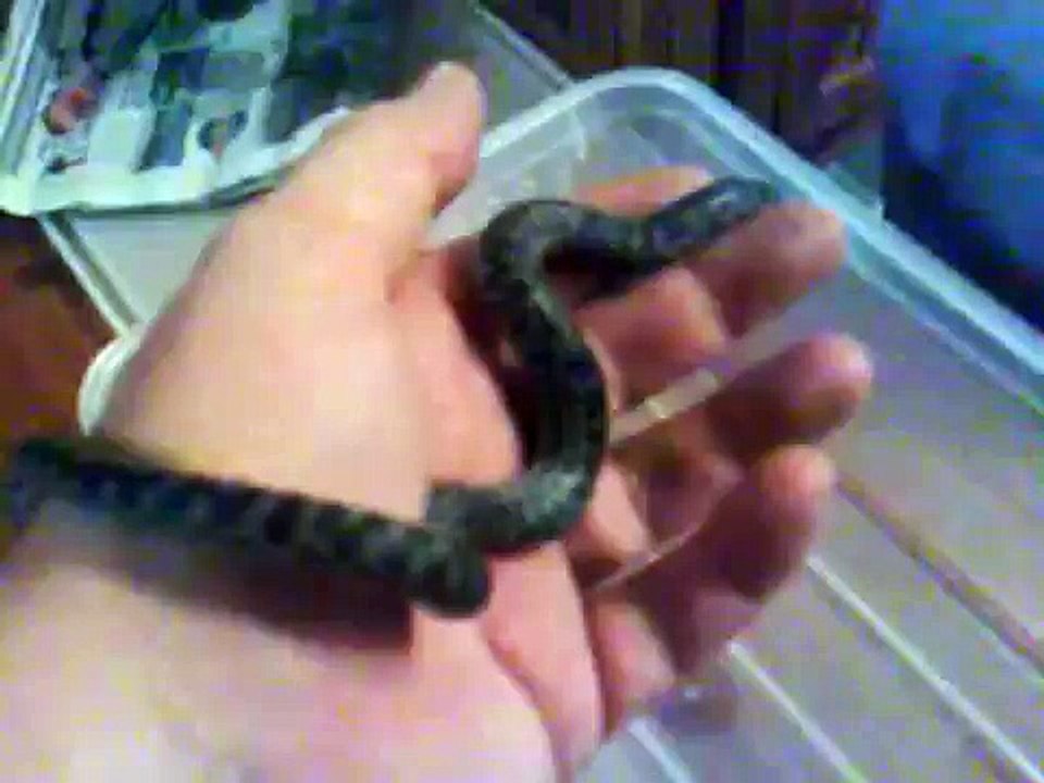 Childrens Python eating amouse