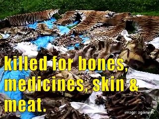 World Bank, Harrison Ford & Bo Derek Team up to Save Tigers