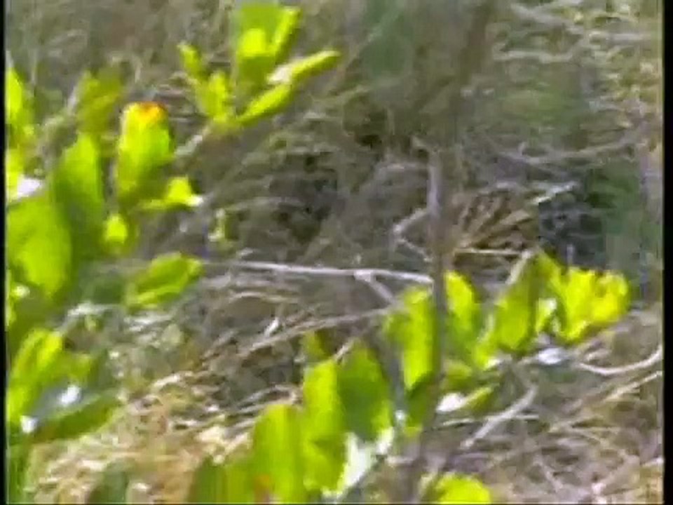 Wildflowers - A Leopard Story