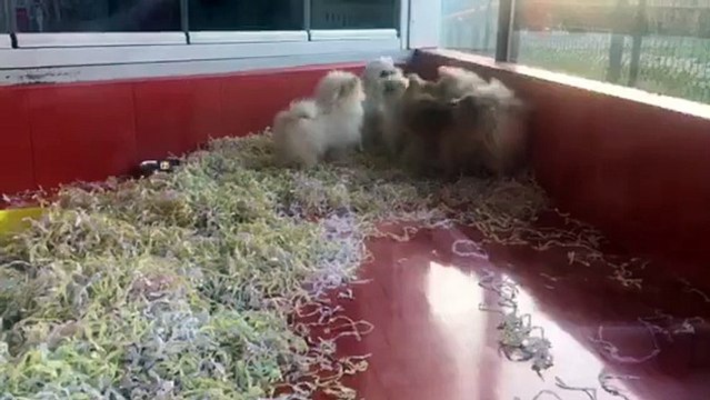 SATILIK POMERANİAN VE MALTESE TERRİER