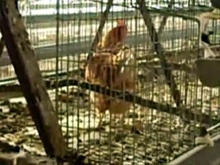 Korean Culling 2007 - Chickens Alive in Bags