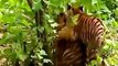 Funny Brave Monkey Messes With Two Tigers