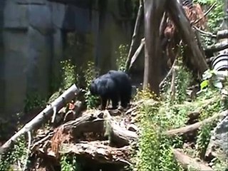 Enrichment at the Woodland Park Zoo