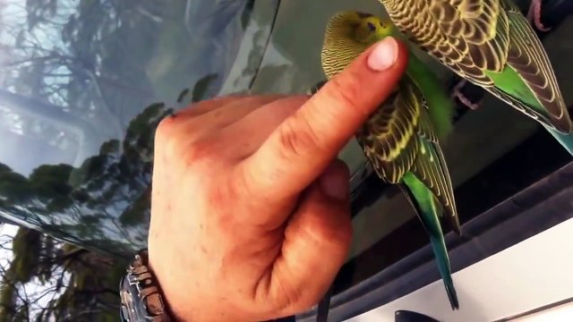 Дикие волнистые попугаи 1 часть