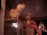 Cockatoo, Bird doing crazy things..Funny