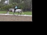 Lilly--Eventing/Dressage Horse for Sale