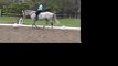 Lilly--Eventing/Dressage Horse for Sale
