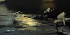 Swans Slow Motion taking off from water shot on Phantom HD Gold