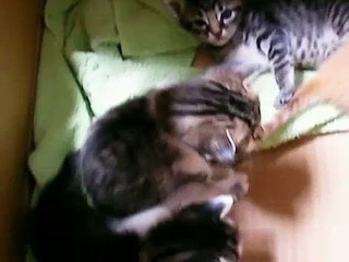 FUCHAGI's family Vol.70