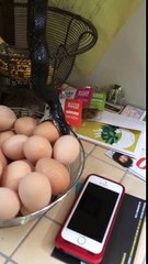 Elle découvre un serpent en train de manger un oeuf dans sa cuisine