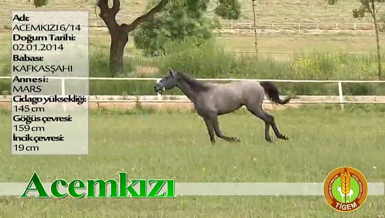 ACEMKIZI