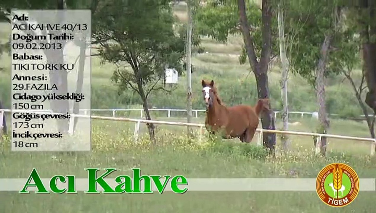 ACI KAHVE
