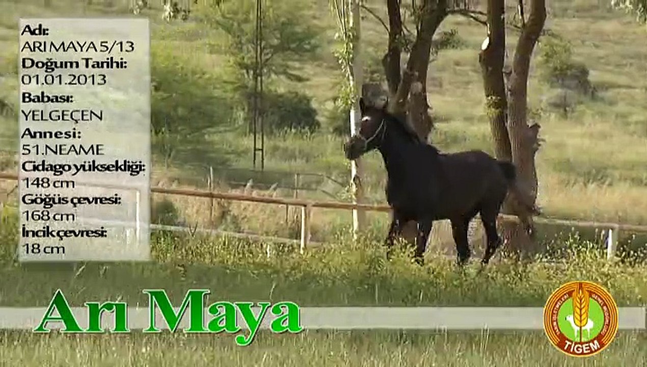 ARI MAYA