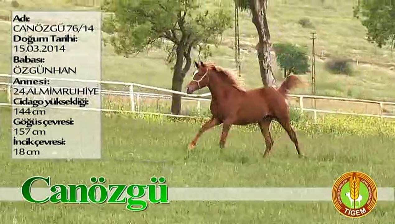 CANÖZGÜ