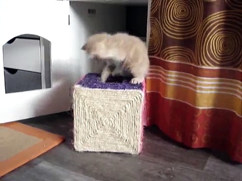 Chatons_mai_2015
