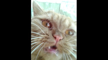 Play your cat - let me hear!!!