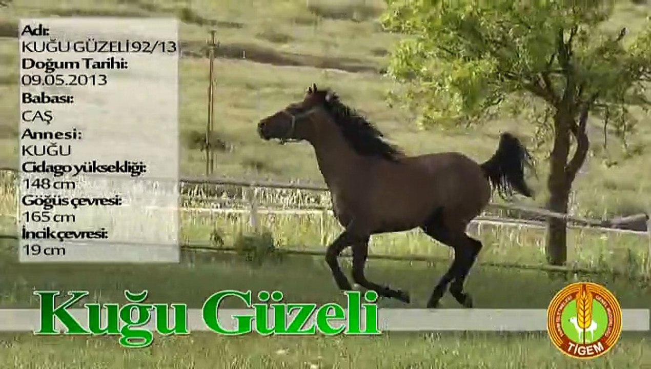 KUĞU GÜZELİ