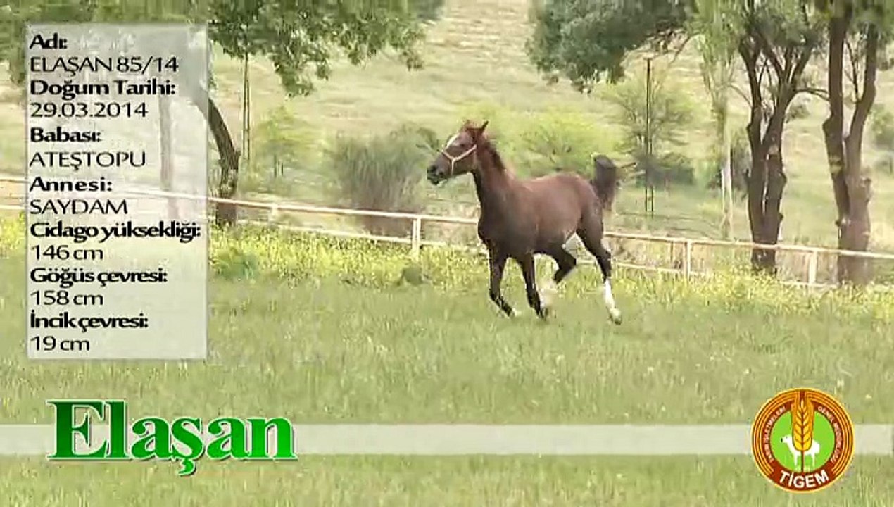 ELAŞAN