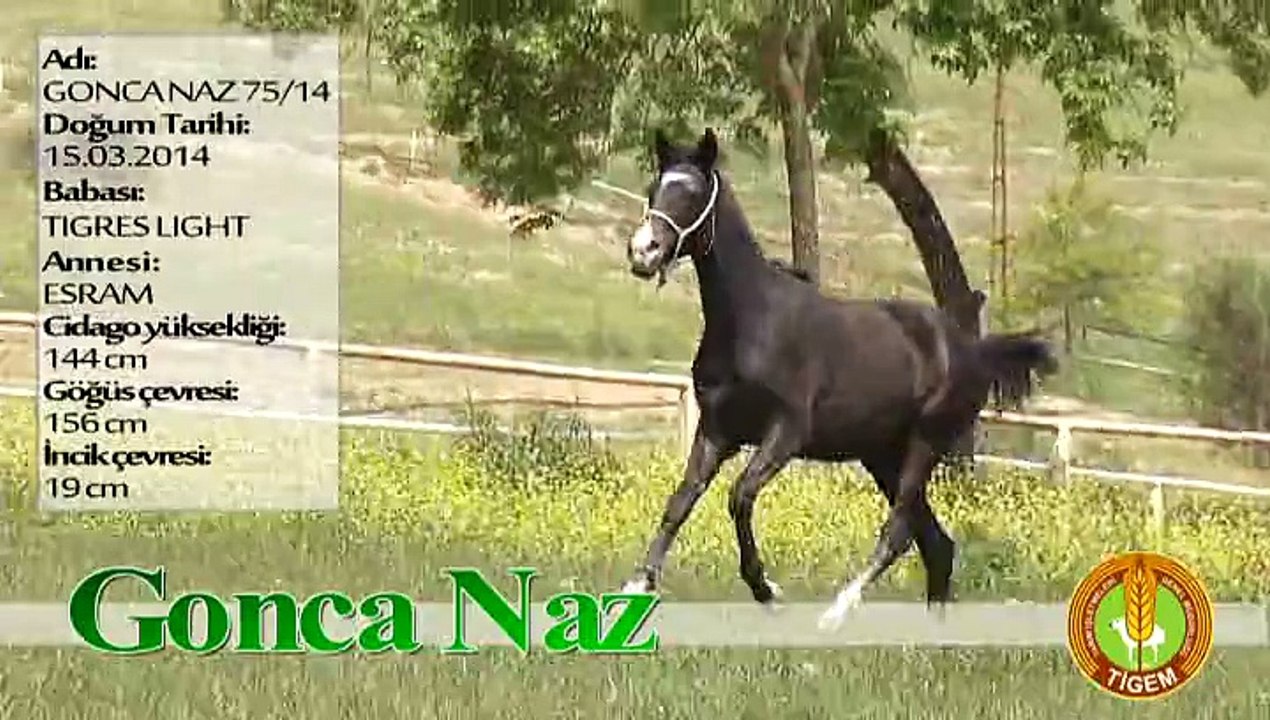 GONCA NAZ