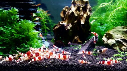 www.garnelen-zauber.de: Futtertest MAGIC-SHRIMPS Essential Red Bee A-S