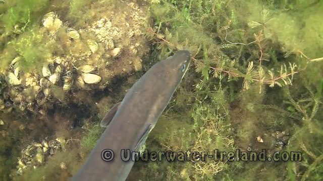 Large eels feeding underwater (perch & pike watching). Подводная видео охота на угря.