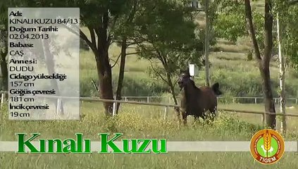 KINALI KUZU