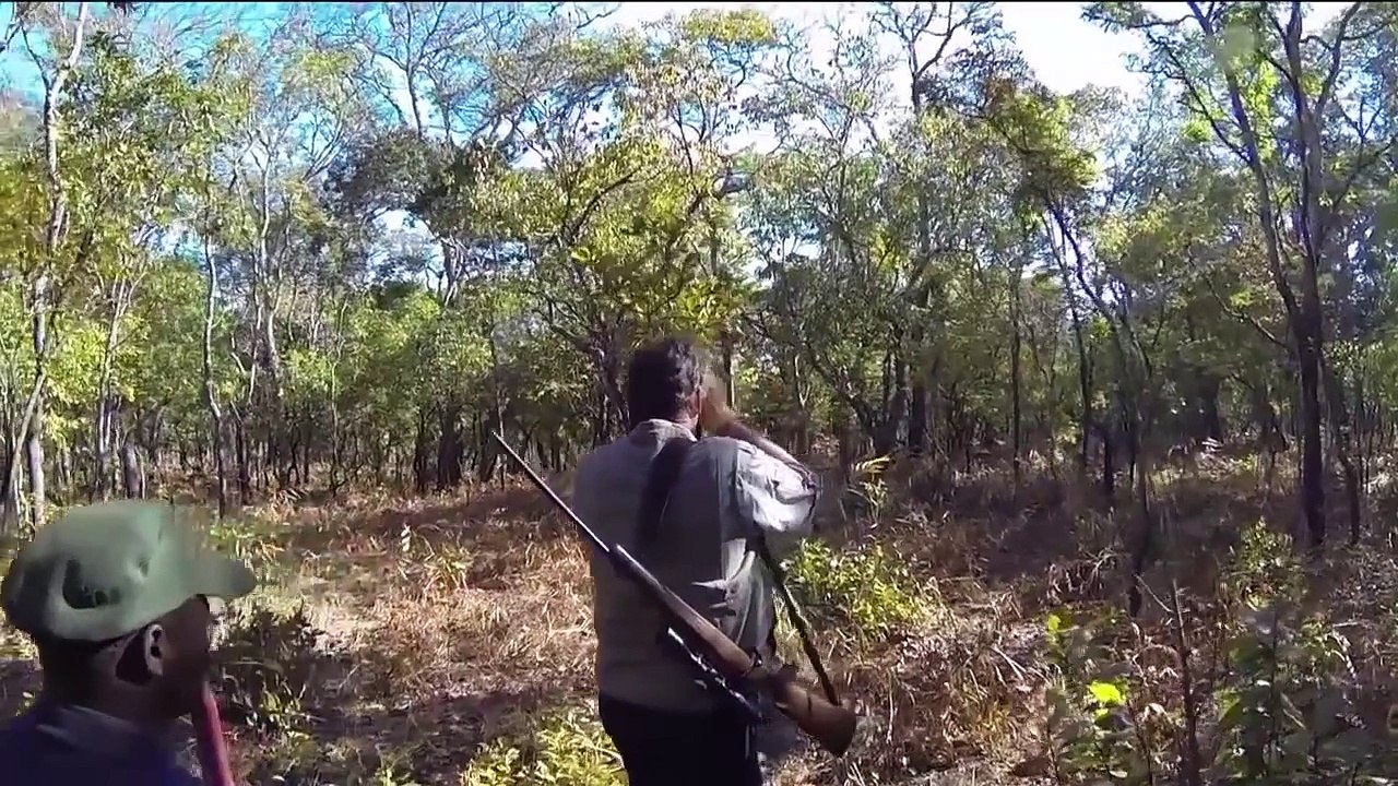 Cape Buffalo hunt, Nchila Wildlife Reserve, Zambia. 416 Rigby Mauser