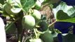 Growing Jatropha Seeds in Florida for Biodiesel
