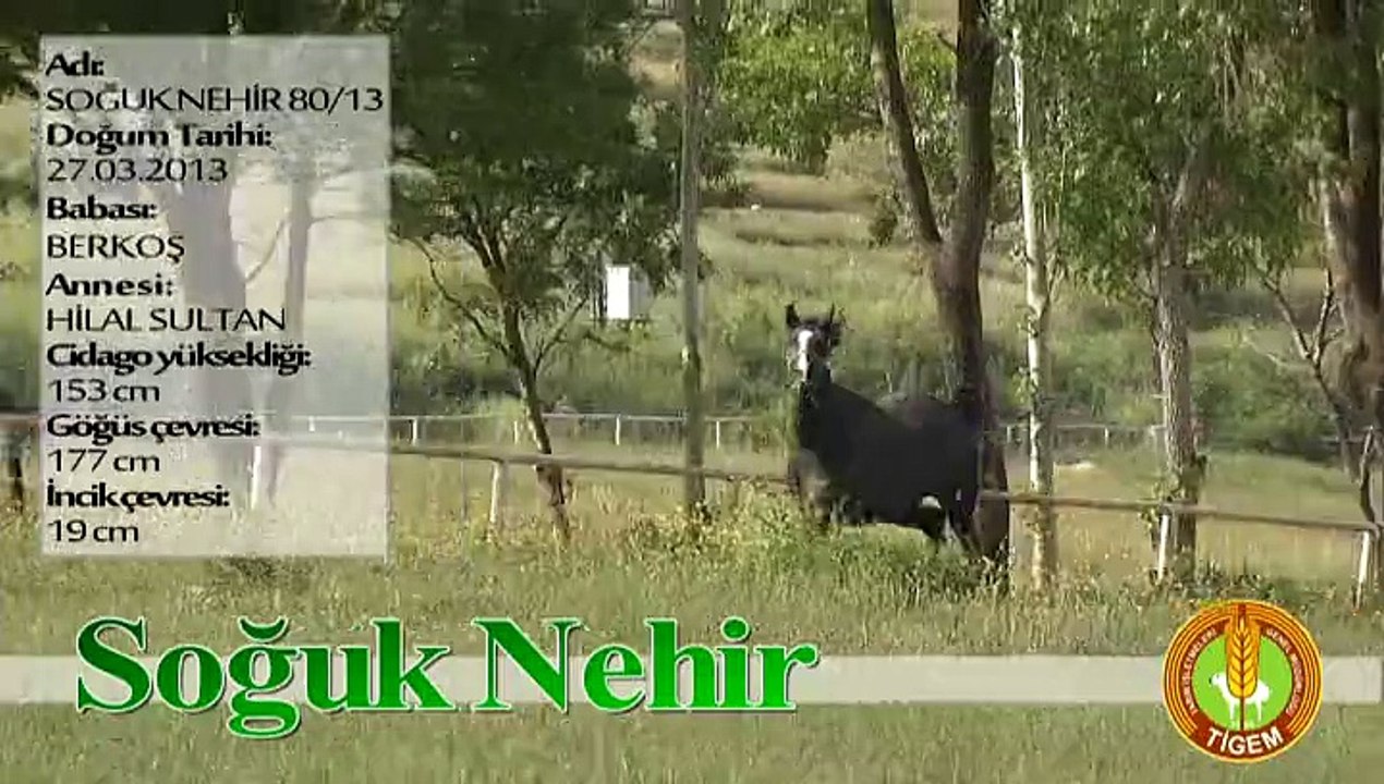 SOĞUK NEHİR