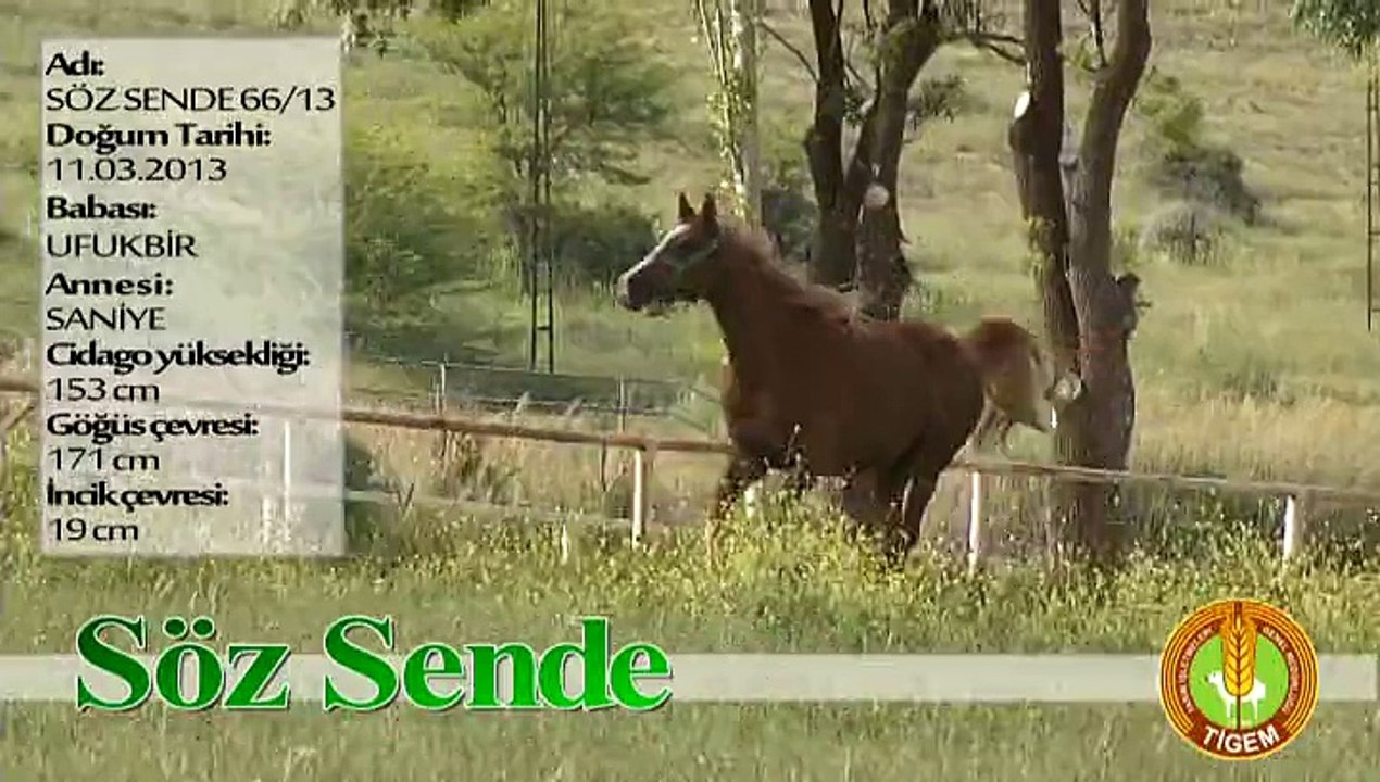 SÖZ SENDE