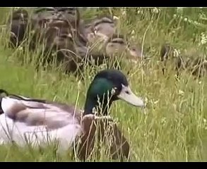 El estanque de los patos