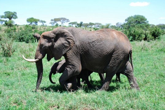 What does a farm in rural Maryland have to do with saving African Elephants?
