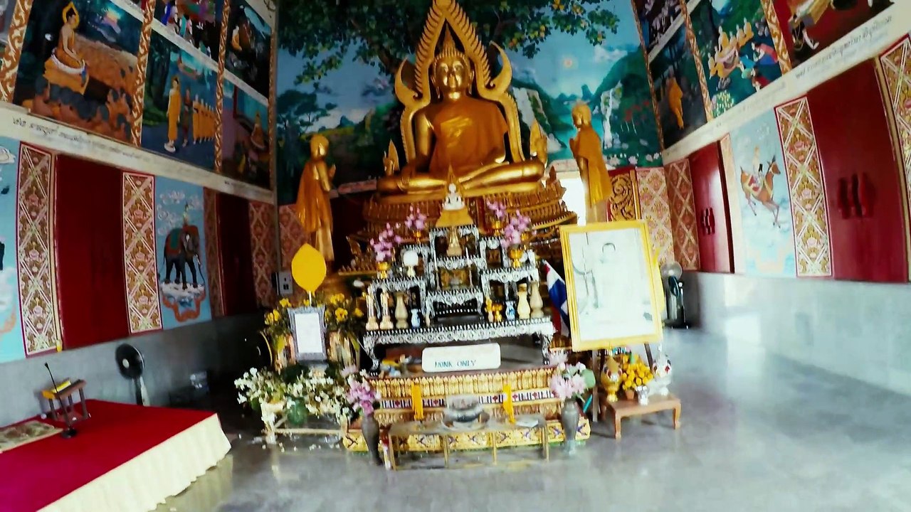 Katta DerLemur in Thailand 2015