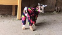 Bébés chèvres en Pyjamas! Trop mignon