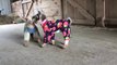 Baby Goats in Pajamas : CUTE!!!