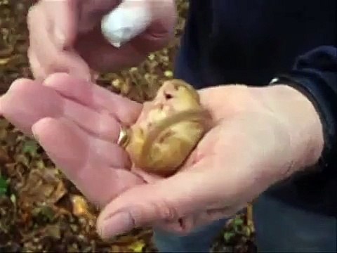 Petit rongeur qui ronfle dans les mains d'un homme : animal trop mignon