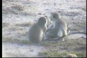 5.11.07 4.17pm Vervet Monkeys playing at the waterhole
