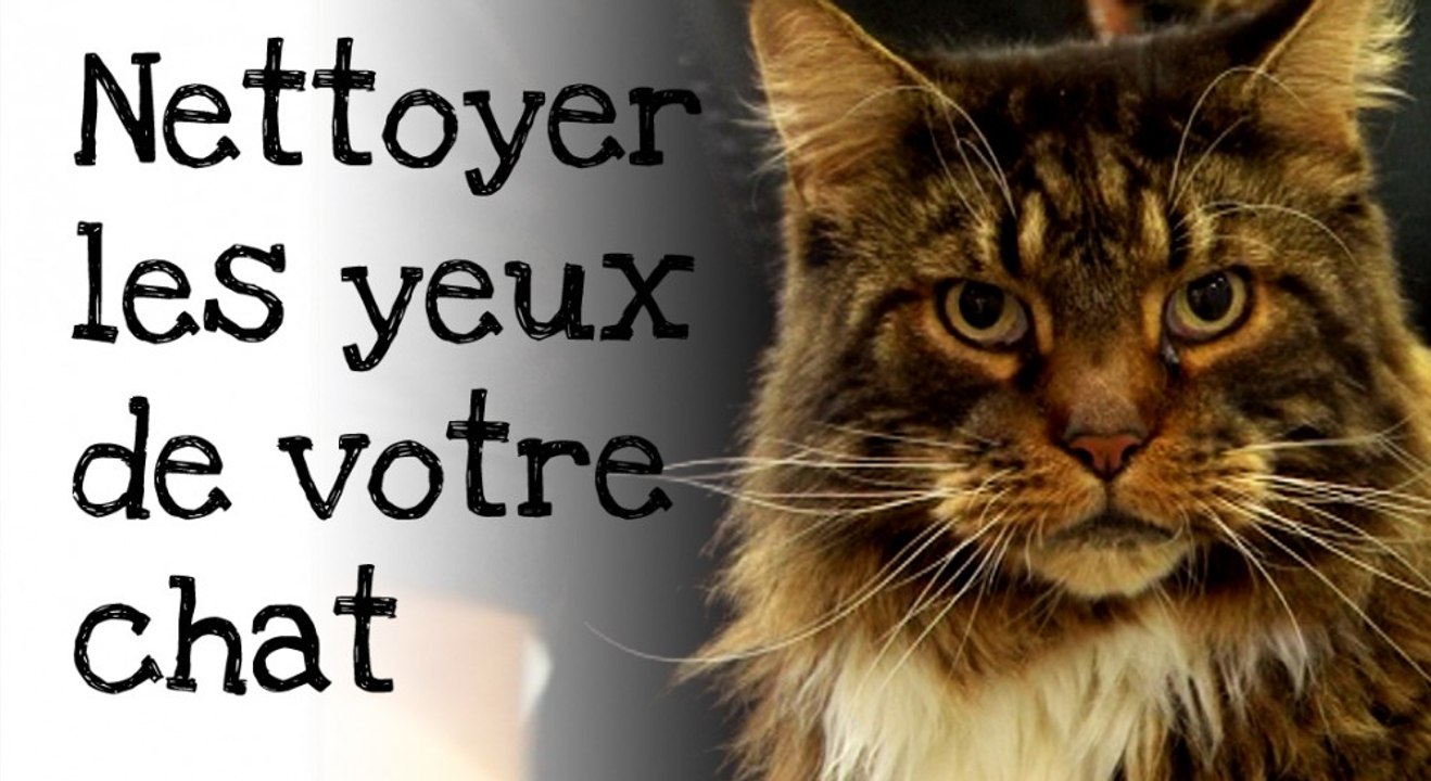 Comment nettoyer les yeux de votre chat ?