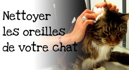 Comment nettoyer les oreilles de votre chat ?