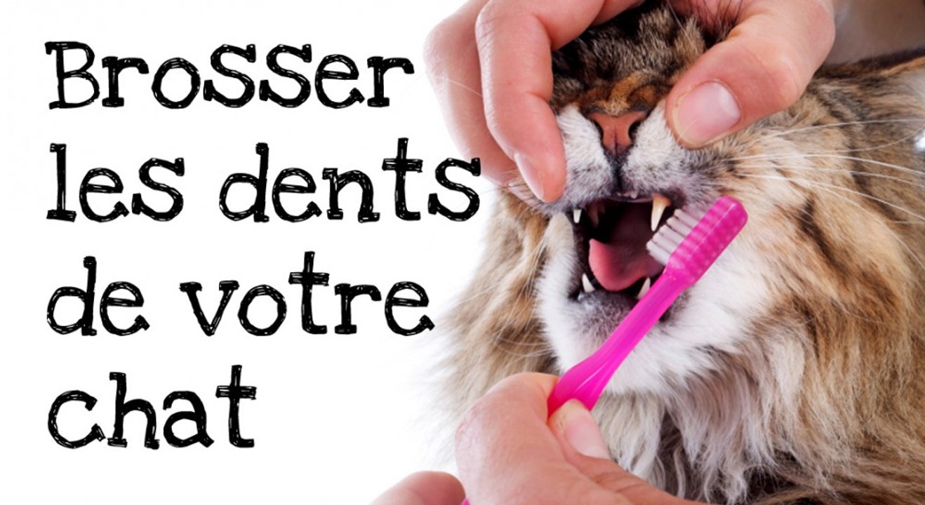 Comment brosser les dents de votre chat ?