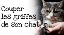 Comment couper les griffes de votre chat ?