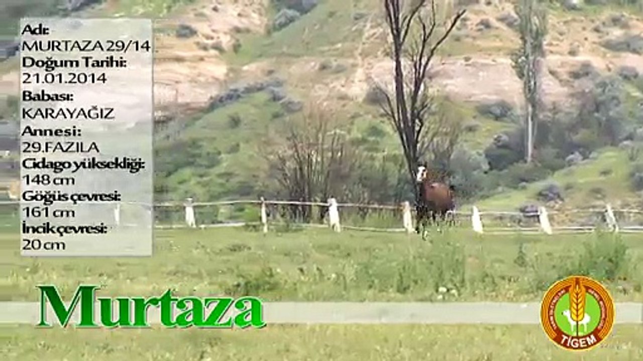 MURTAZA