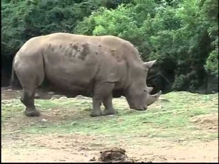 LAF - Sehari Bersama Badak.mp4
