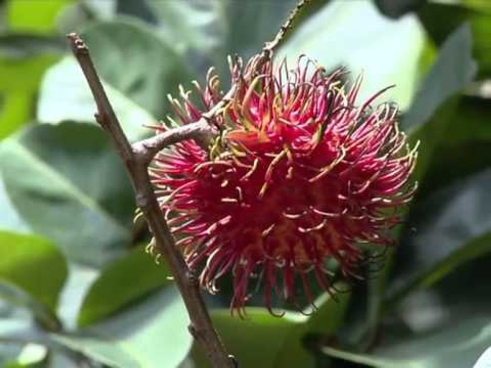 LAF - Kebun Bunga.mp4