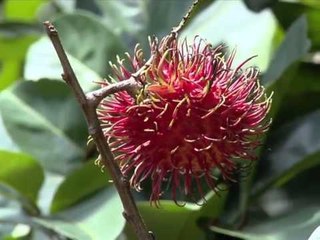 LAF - Kebun Bunga.mp4