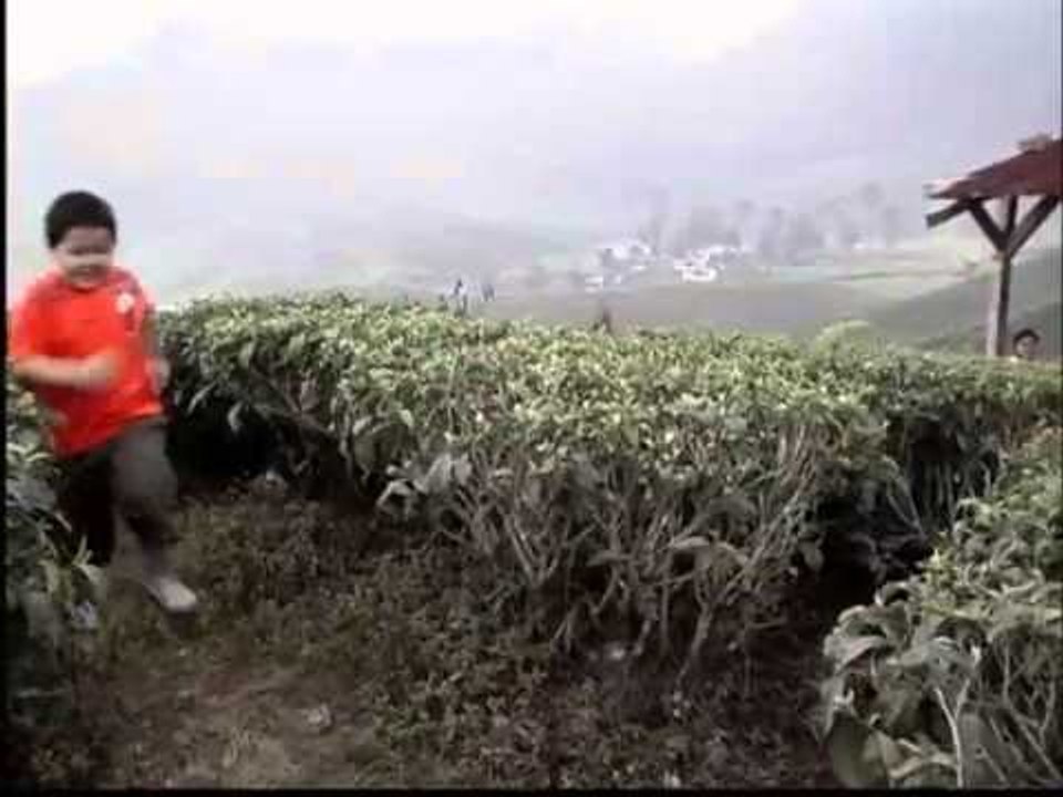 LAF - Kebun Teh.mp4