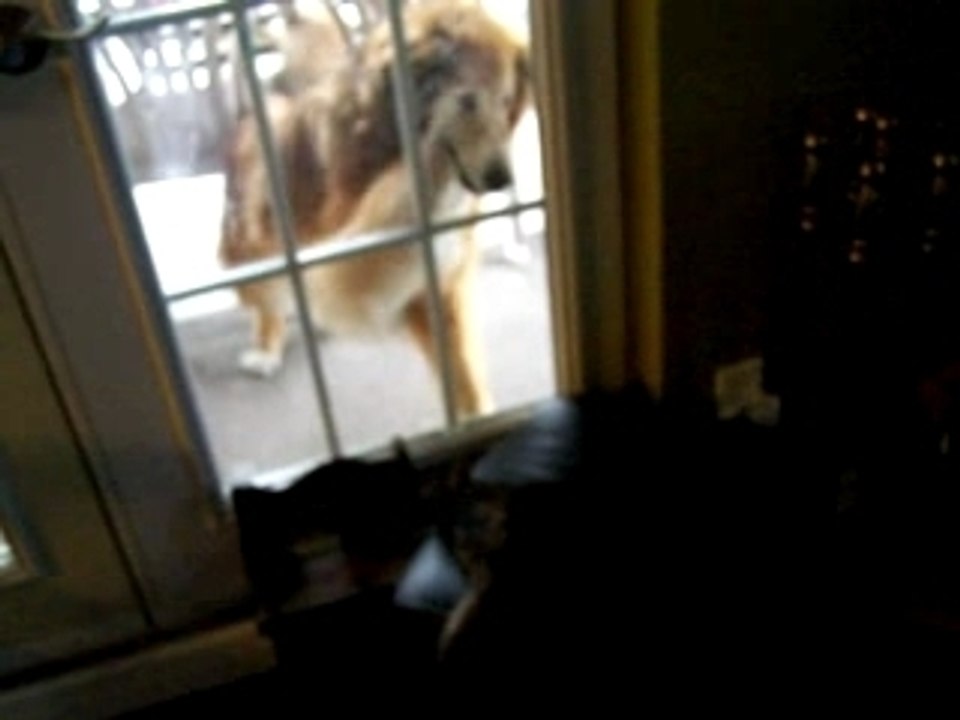Cat Vs. Dog - Part 2